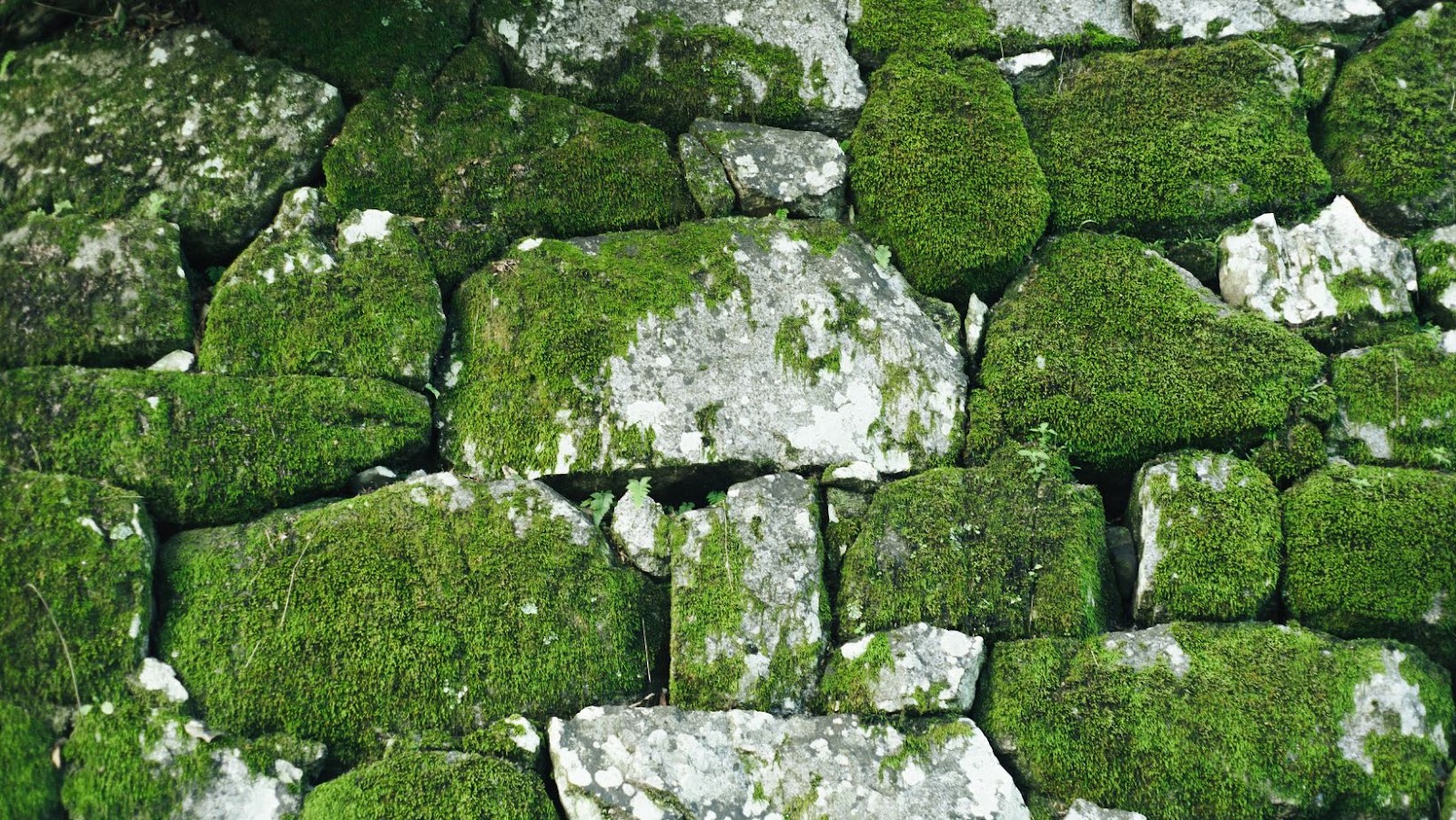 Remove Moss From Your Pavers In Minutes Active Property Care