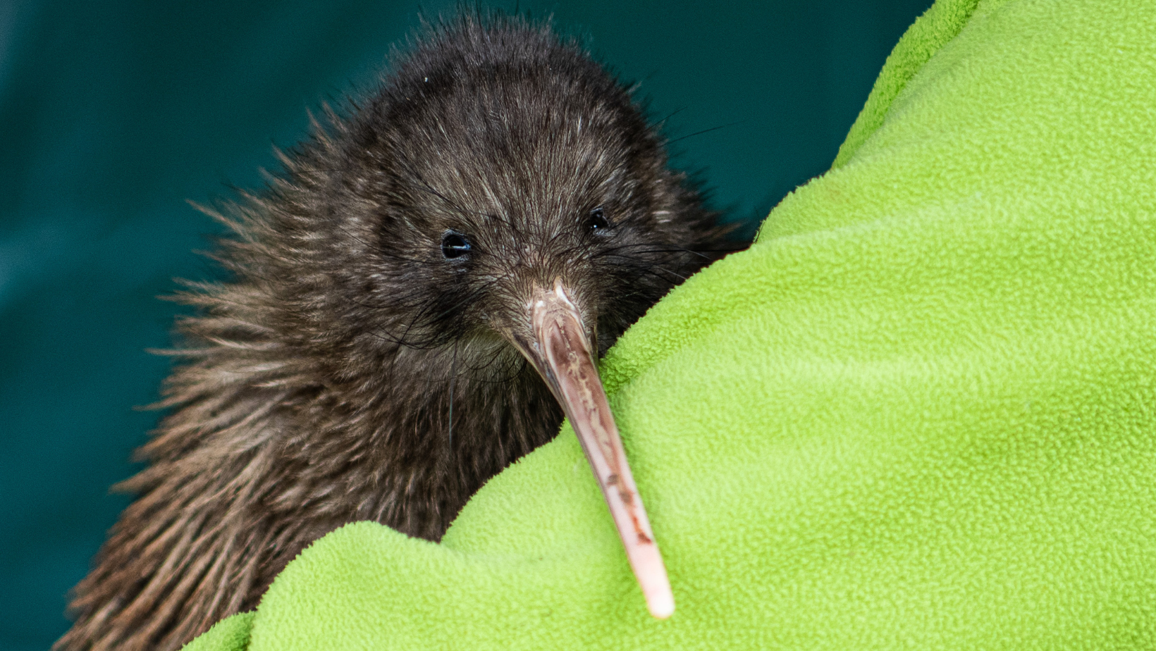 Animal:qhhyatzoi_8= Kiwi