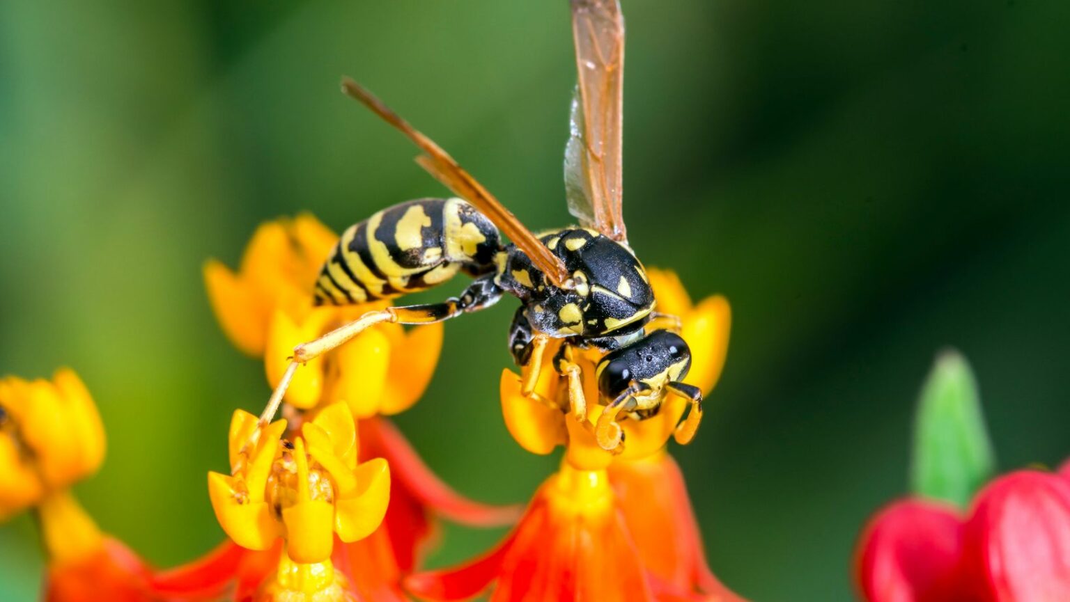 How To Deal With Wasps In Your Garden: A Step-By-Step Guide - Active ...