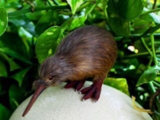 animal:qhhyatzoi_8= kiwis