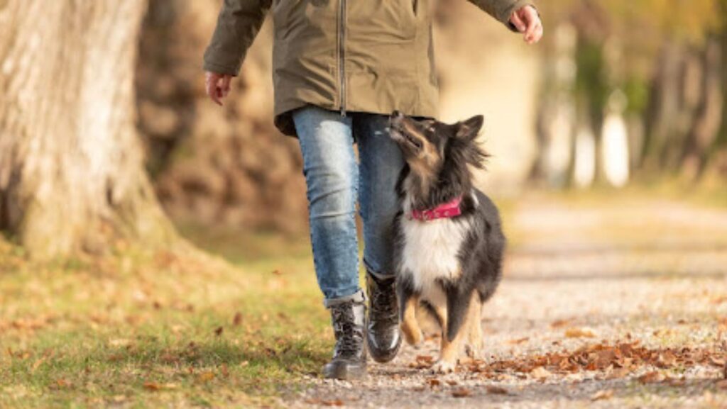 Australian shepherd dog walking in heel position with owner