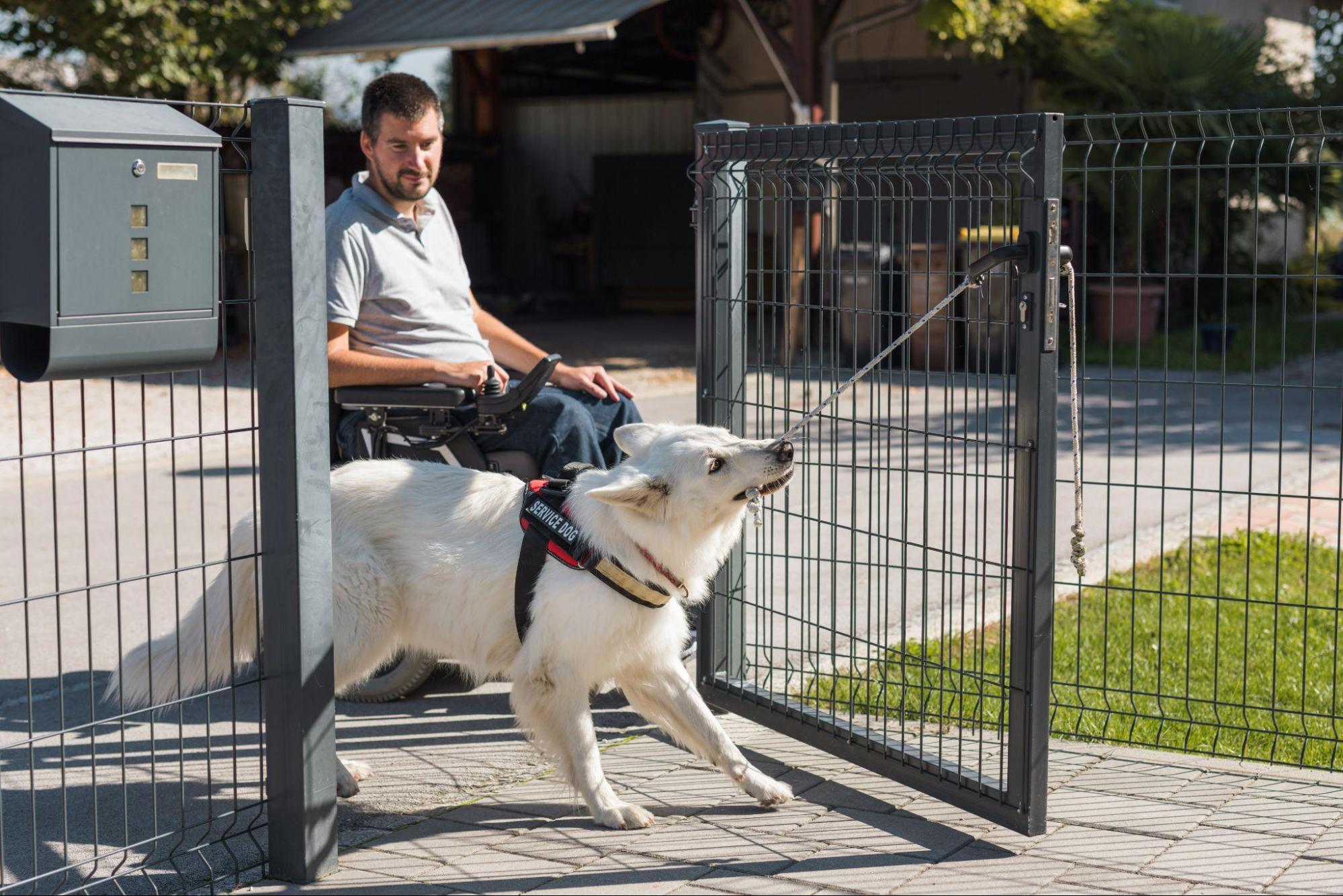 service-dog-letter-activepropertycare